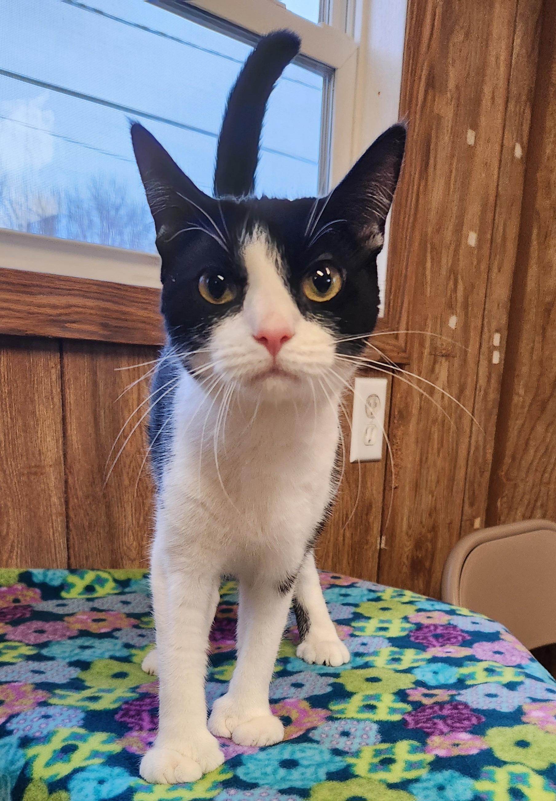 Enlarge Pinky, an adopted Extra-Toes Cat / Hemingway Polydactyl in Linden, NJ image 1/6