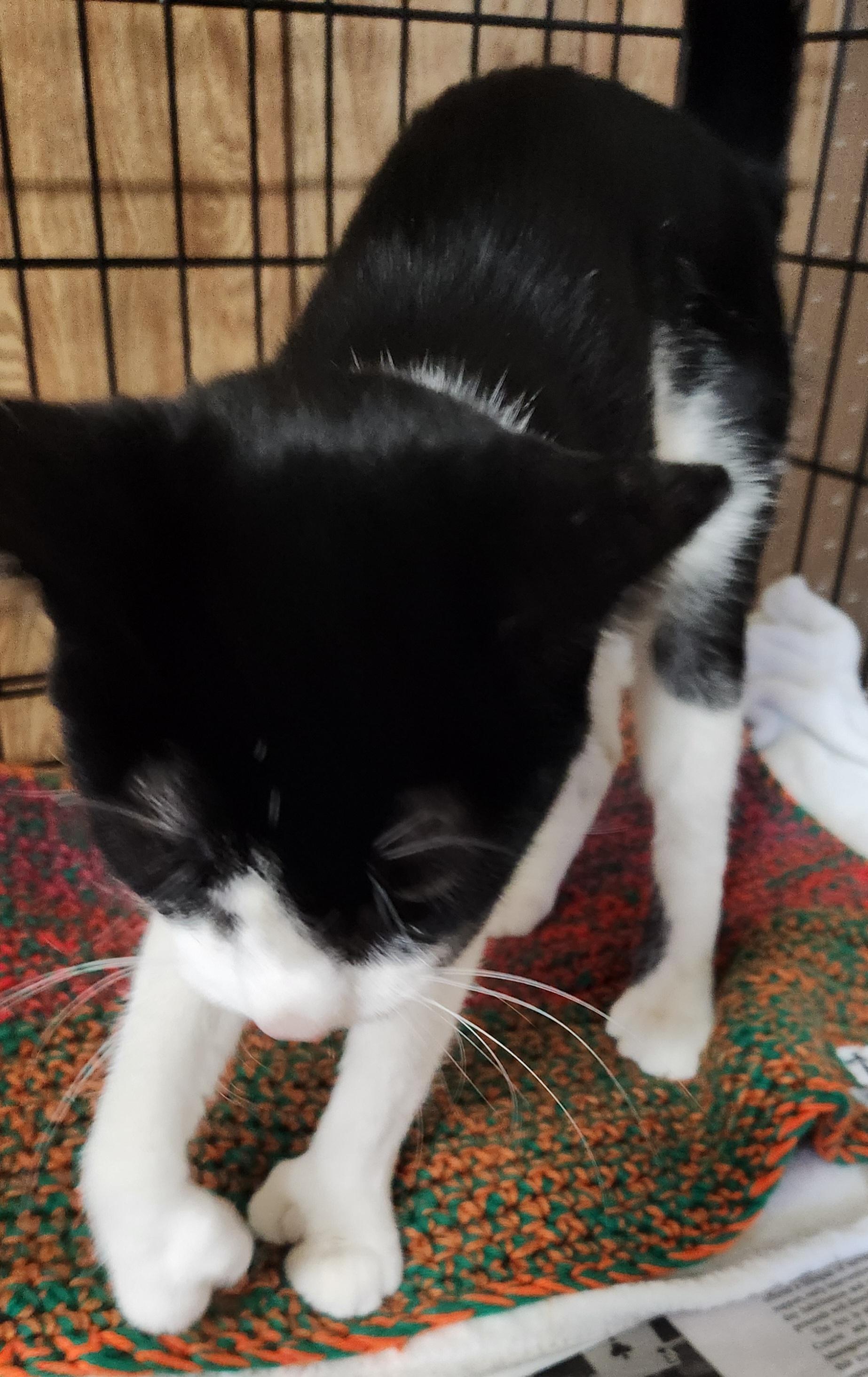 Enlarge Pinky, an adopted Extra-Toes Cat / Hemingway Polydactyl in Linden, NJ image 2/6