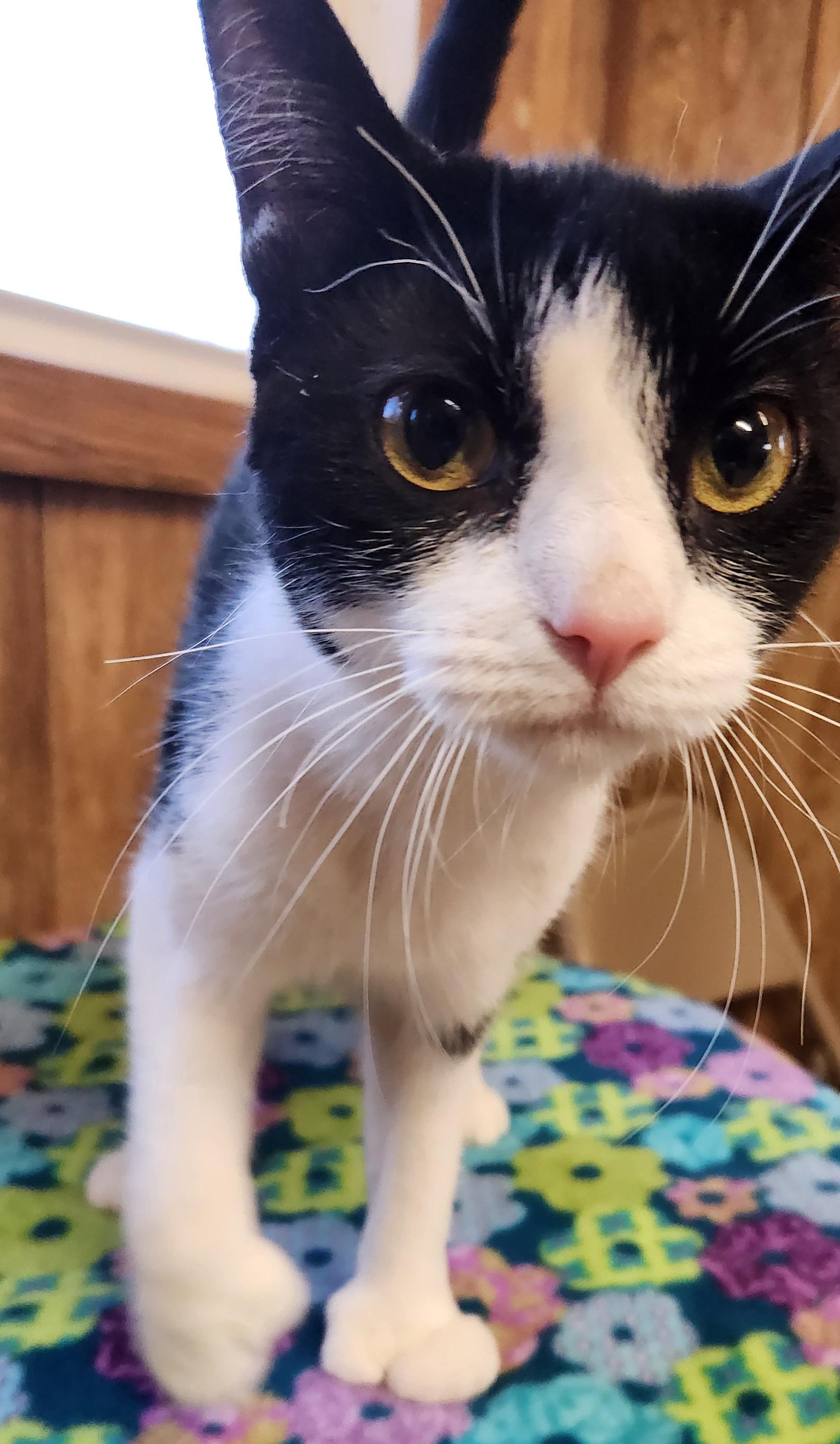 Enlarge Pinky, an adopted Extra-Toes Cat / Hemingway Polydactyl in Linden, NJ image 6/6