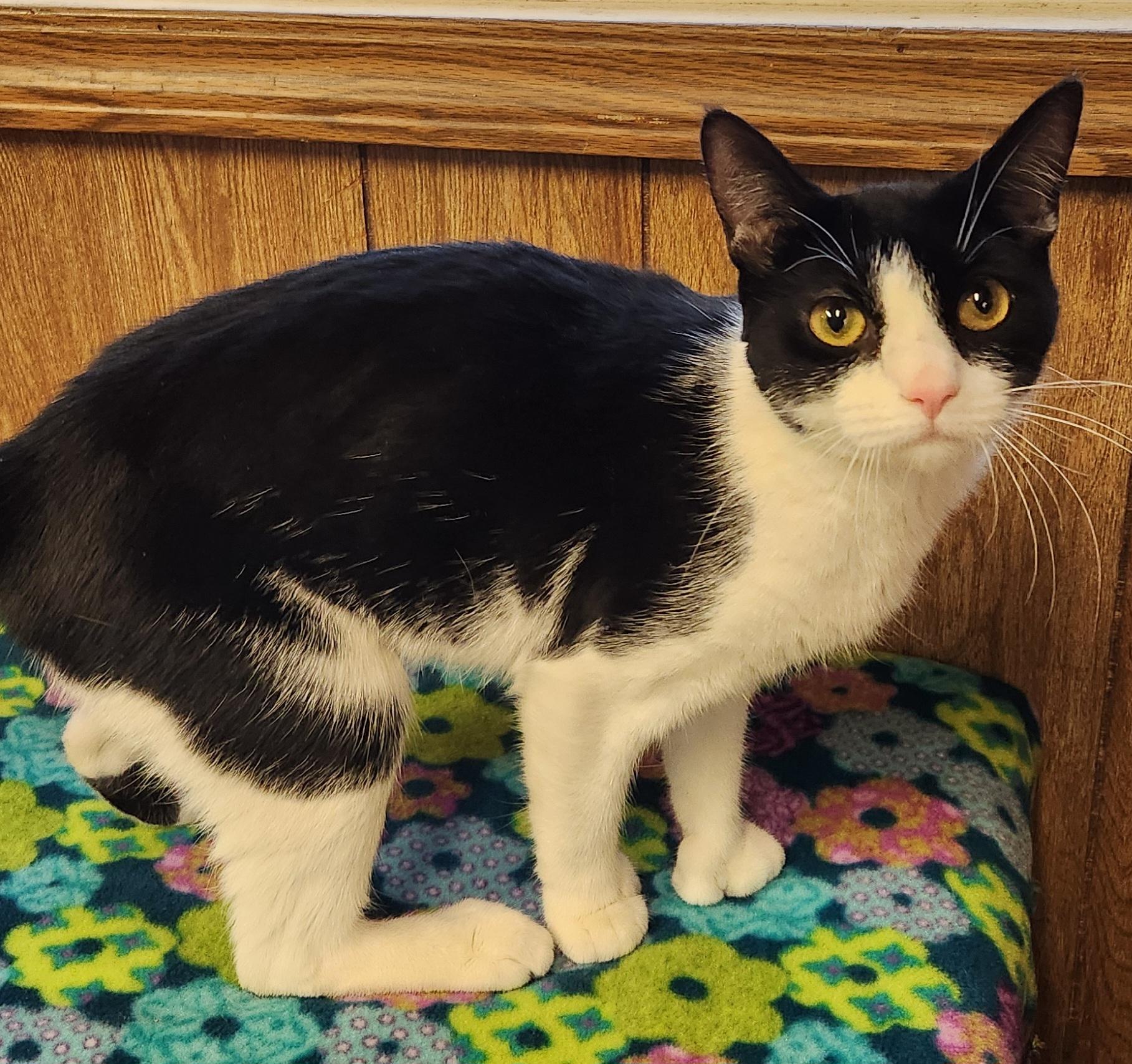 Enlarge Pinky, an adopted Extra-Toes Cat / Hemingway Polydactyl in Linden, NJ image 5/6