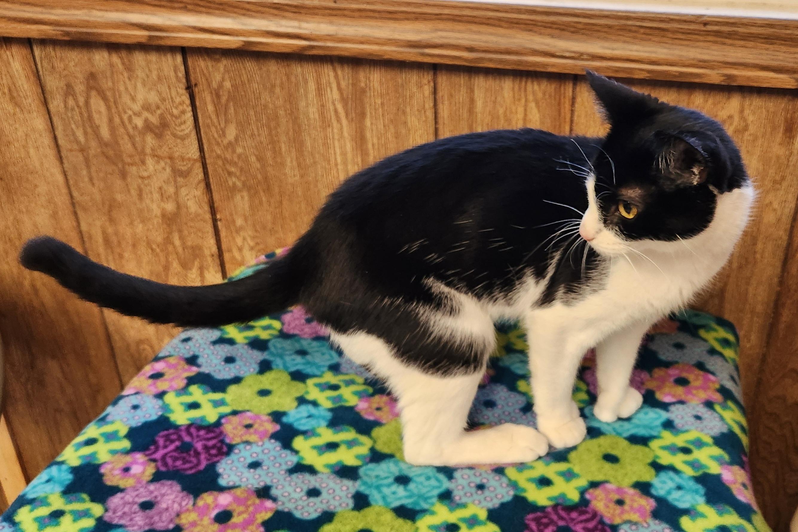 Enlarge Pinky, an adopted Extra-Toes Cat / Hemingway Polydactyl in Linden, NJ image 3/6