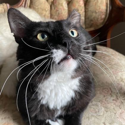 Bogie, a Adoptable Domestic Short Hair in Wheaton, IL image 1/3