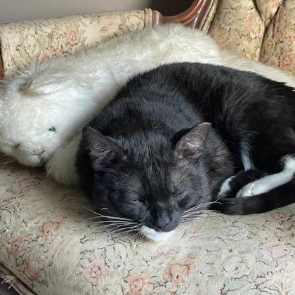 Bogie, a Adoptable Domestic Short Hair in Wheaton, IL image 2/3