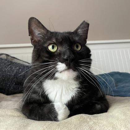 Bogie, a Adoptable Domestic Short Hair in Wheaton, IL image 3/3