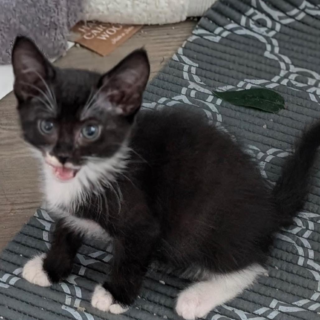 Odessa, a Adoptable Domestic Short Hair in Raleigh, NC image 1/6
