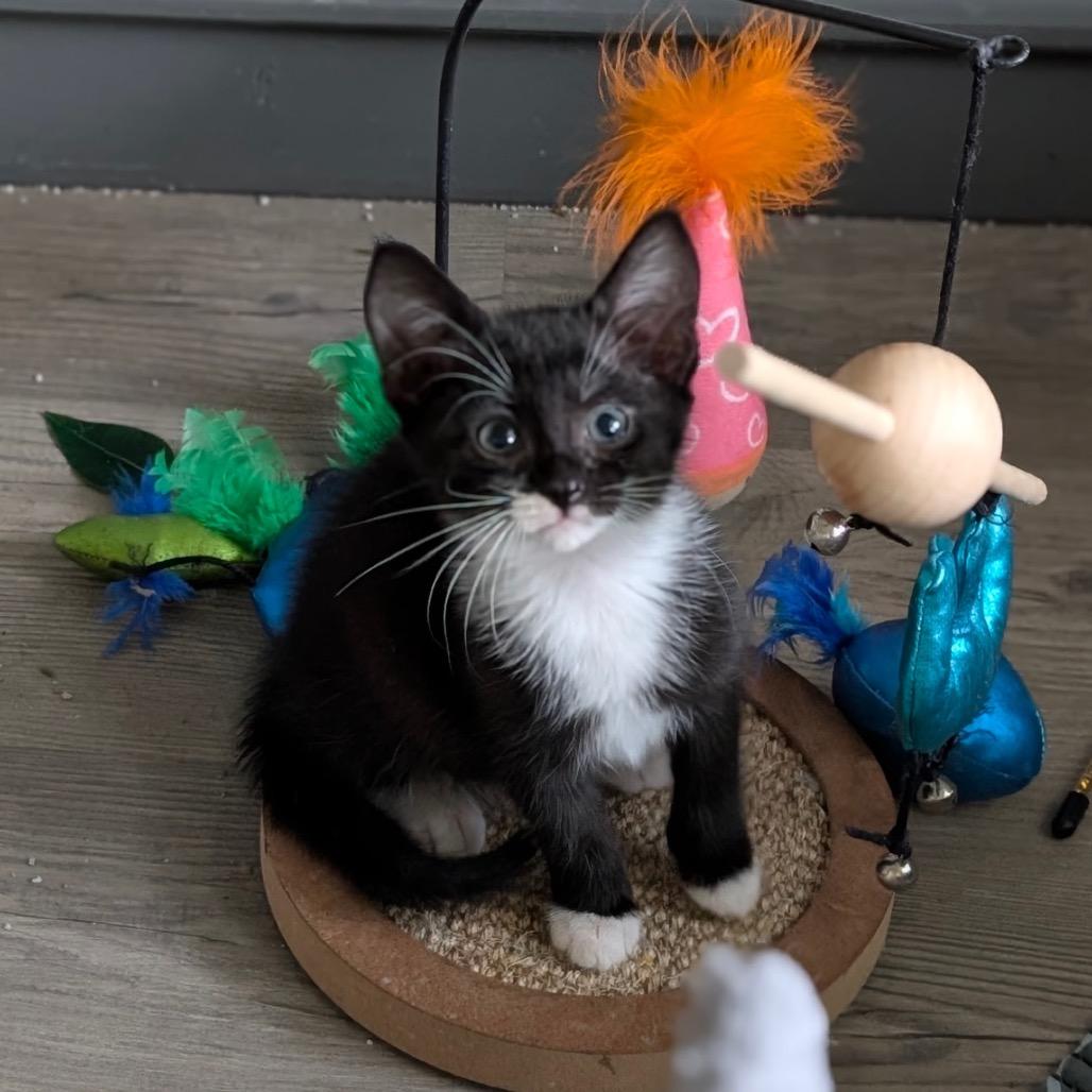 Odessa, a Adoptable Domestic Short Hair in Raleigh, NC image 2/6