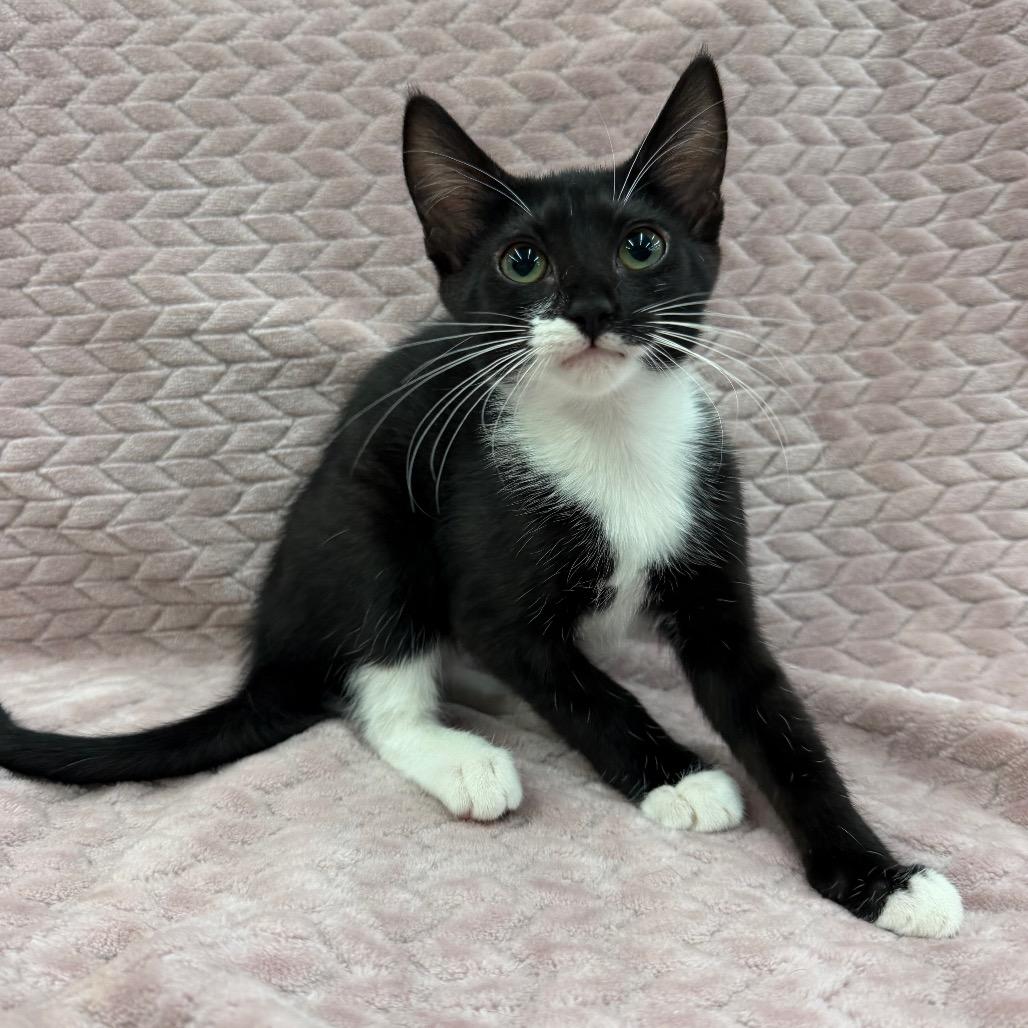 Odessa, a Adoptable Domestic Short Hair in Raleigh, NC image 3/6
