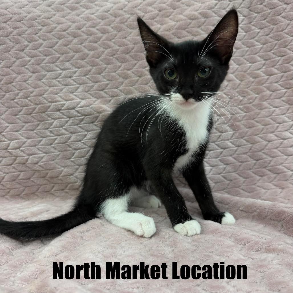 Odessa, a Adoptable Domestic Short Hair in Raleigh, NC image 4/6