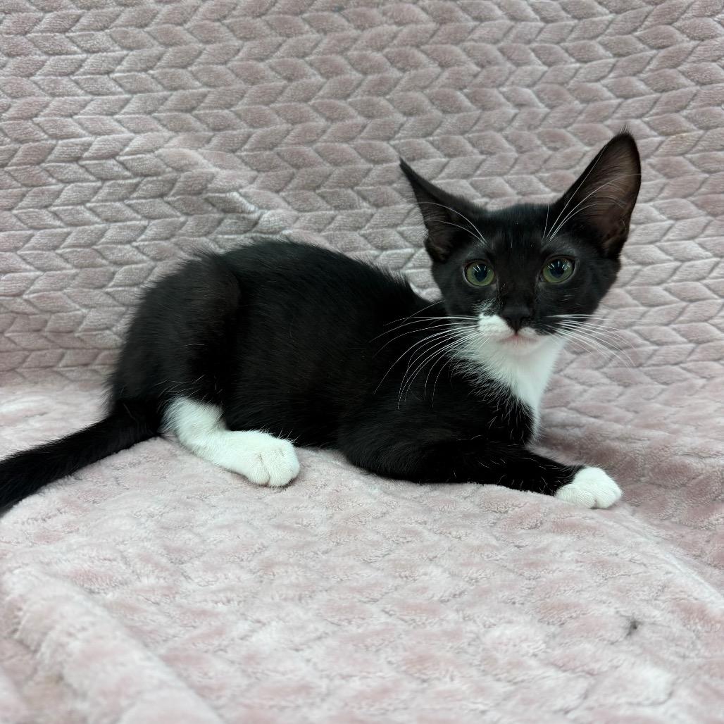Odessa, a Adoptable Domestic Short Hair in Raleigh, NC image 5/6