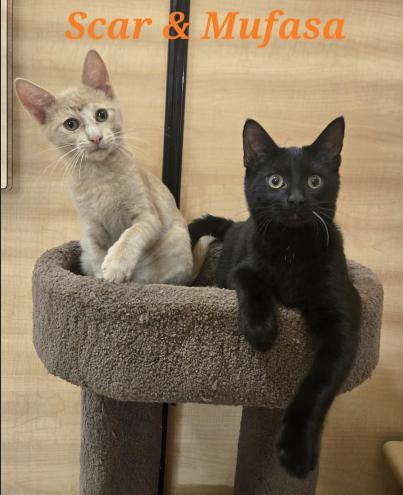 Enlarge Mufasa (Bonded w/Scar), a Adopted Domestic Short Hair in Escondido, CA image 2/4