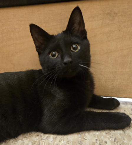 Mufasa (Bonded w/Scar), Adopted, Kitten Male Domestic Short Hair.