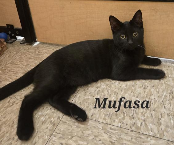 Enlarge Mufasa (Bonded w/Scar), a Adopted Domestic Short Hair in Escondido, CA image 3/4