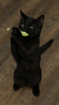 Enlarge Mufasa (Bonded w/Scar), a Adopted Domestic Short Hair in Escondido, CA image 4/4