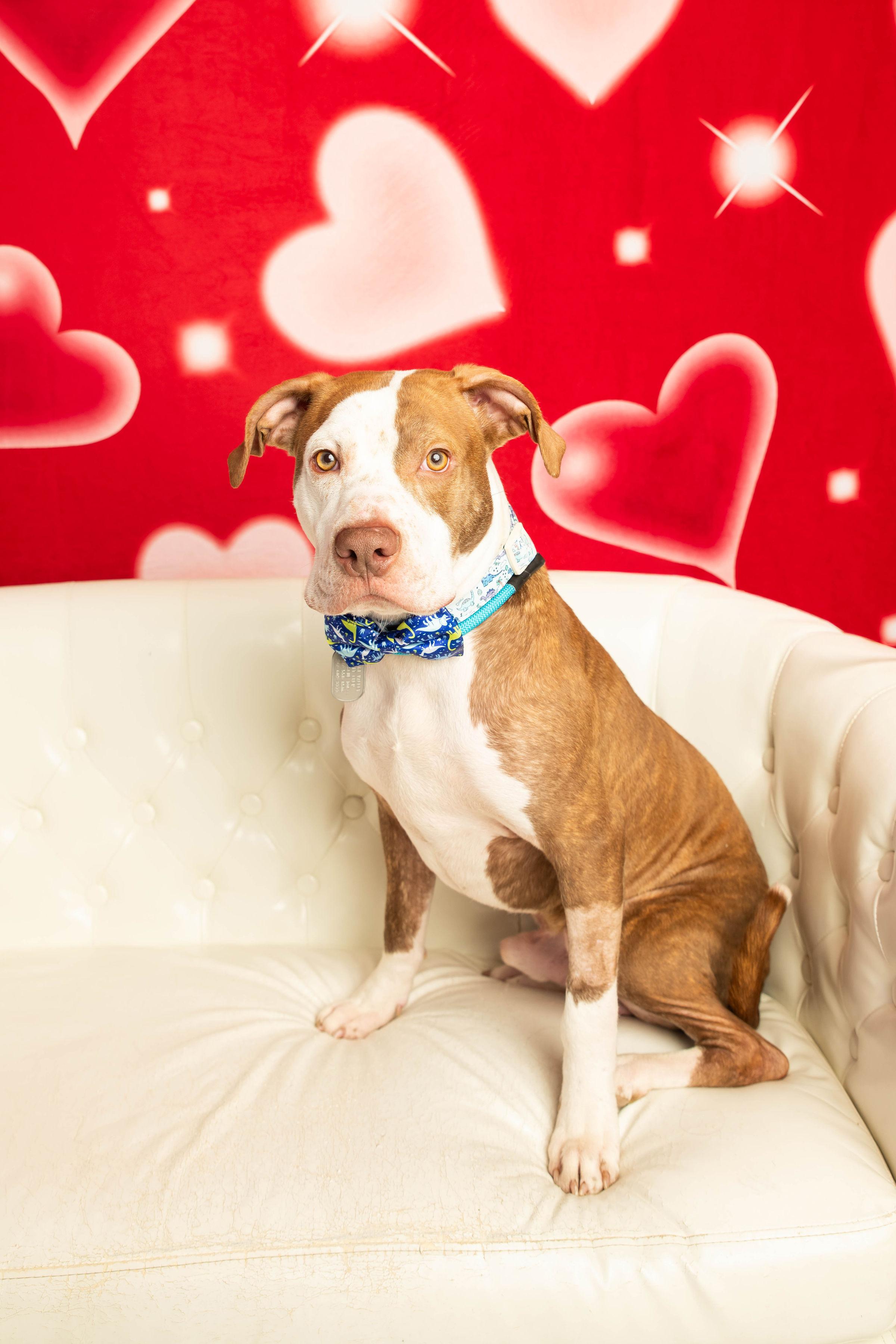 Enlarge Cree, a Adoptable mixed breed in Dayton, OH image 3/6