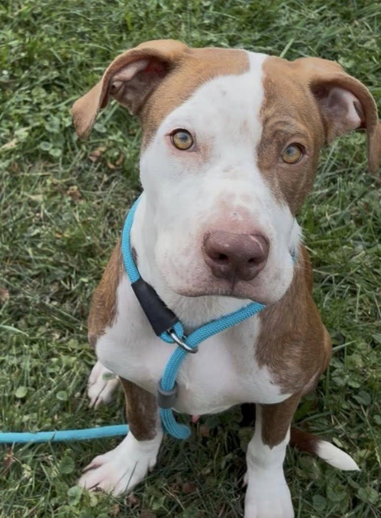 Cree, a Adoptable mixed breed in Dayton, OH image 1/6