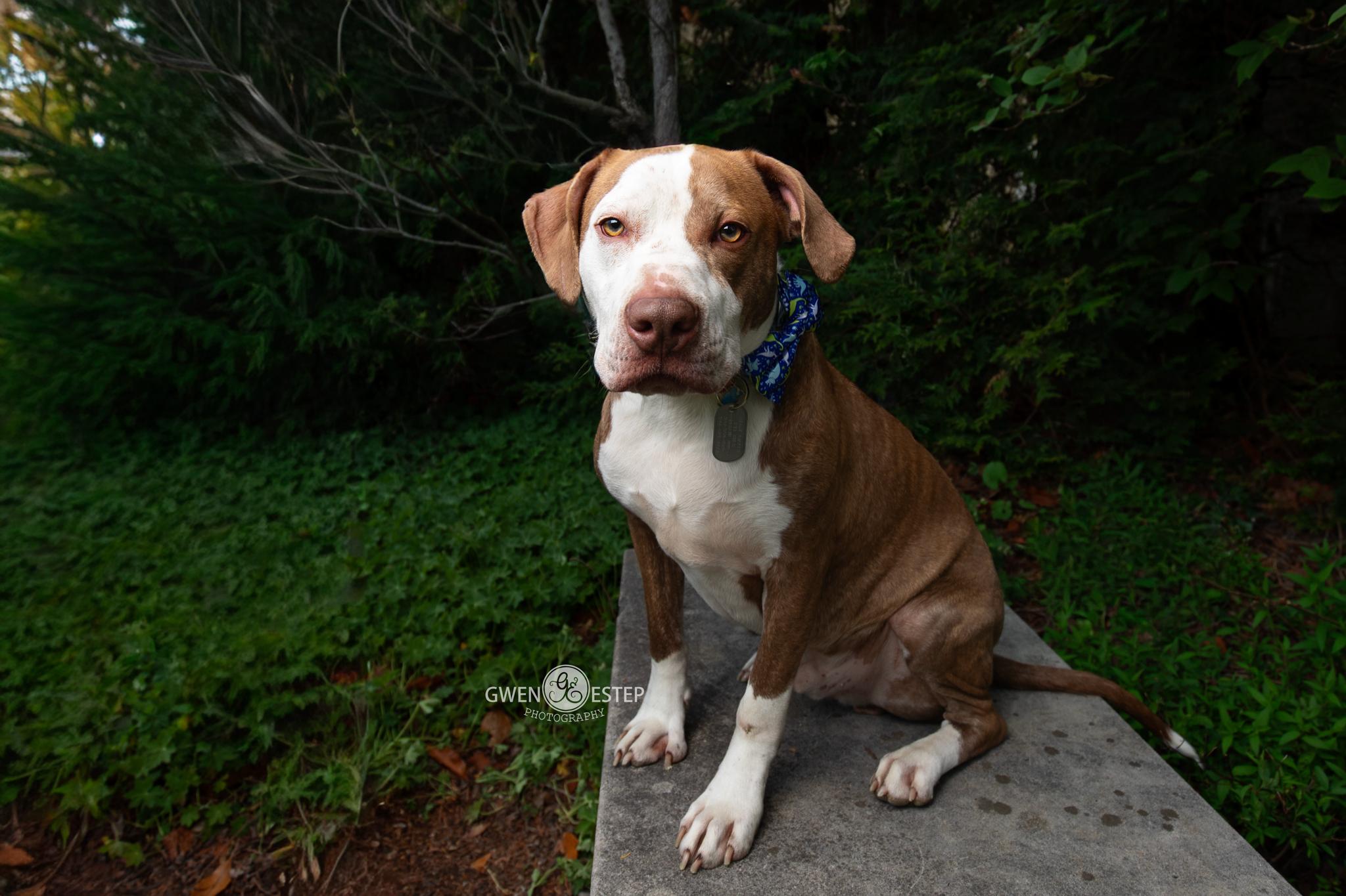 Cree, a Adoptable mixed breed in Dayton, OH image 2/6