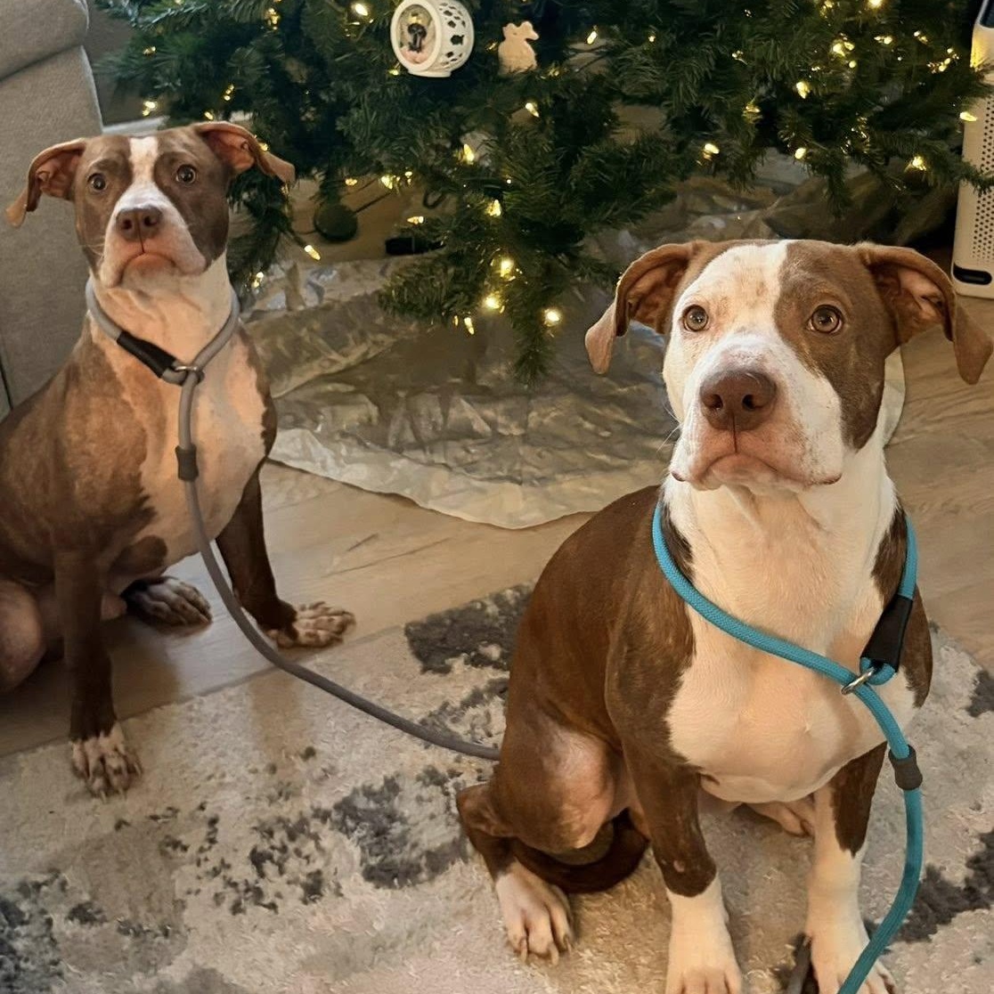 Cree, a Adoptable mixed breed in Dayton, OH image 6/6