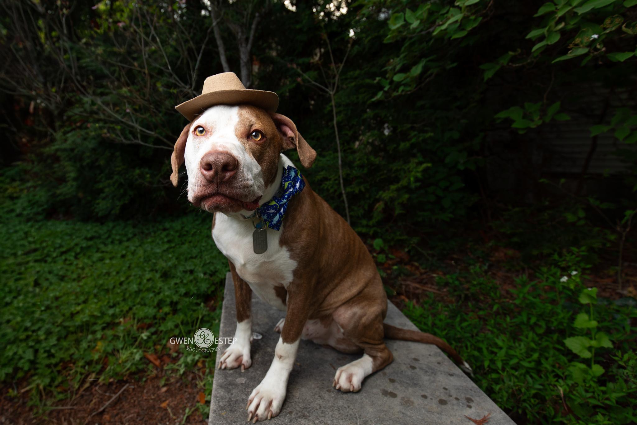 Cree, a Adoptable mixed breed in Dayton, OH image 3/6