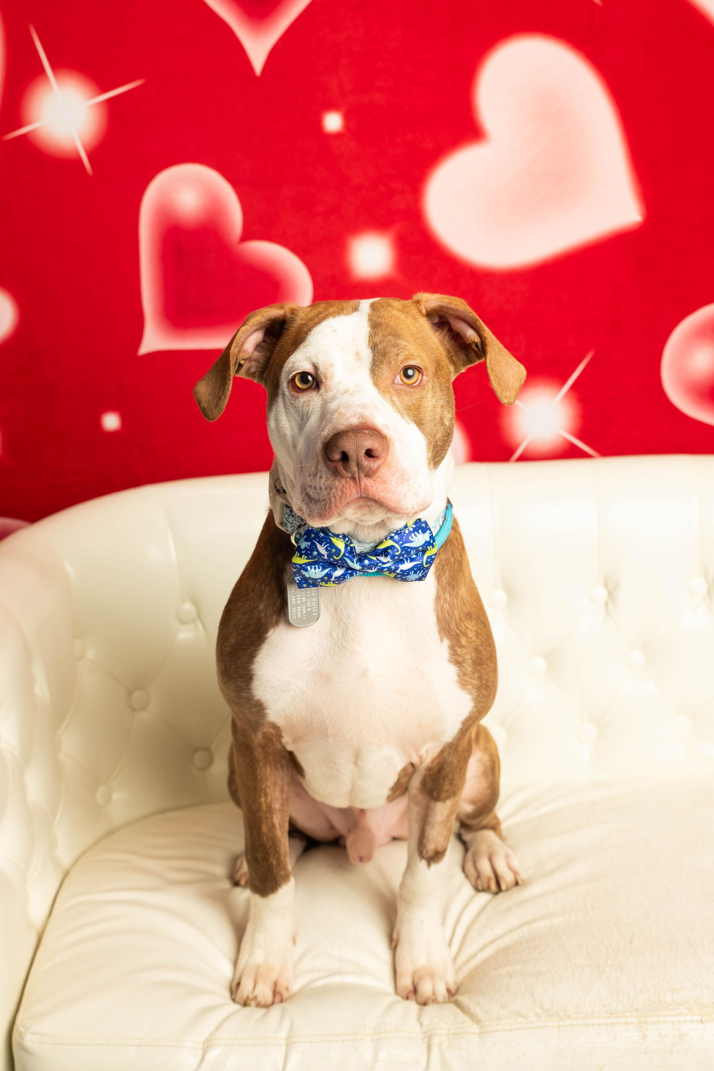 Enlarge Cree, a Adoptable mixed breed in Dayton, OH image 2/6