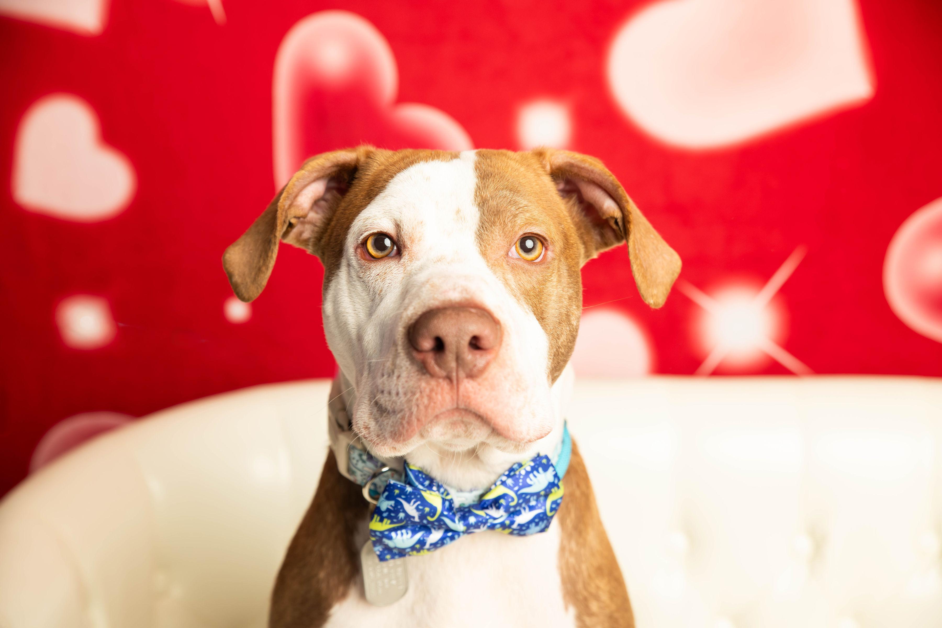 Cree, Adoptable, Young Male Pit Bull Terrier.