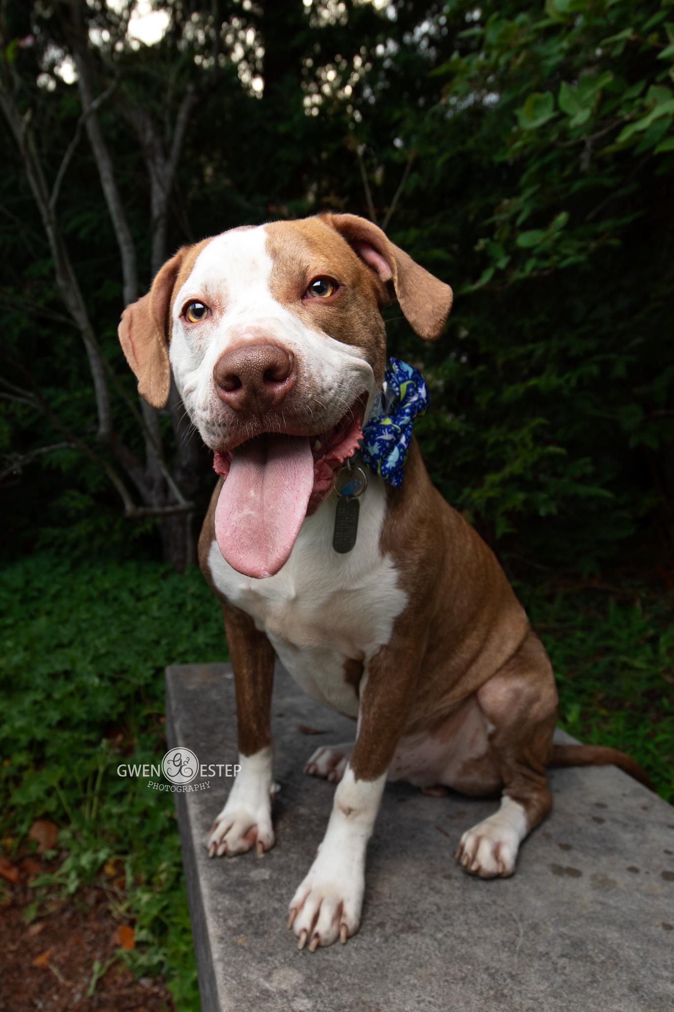 Cree, a Adoptable mixed breed in Dayton, OH image 1/6