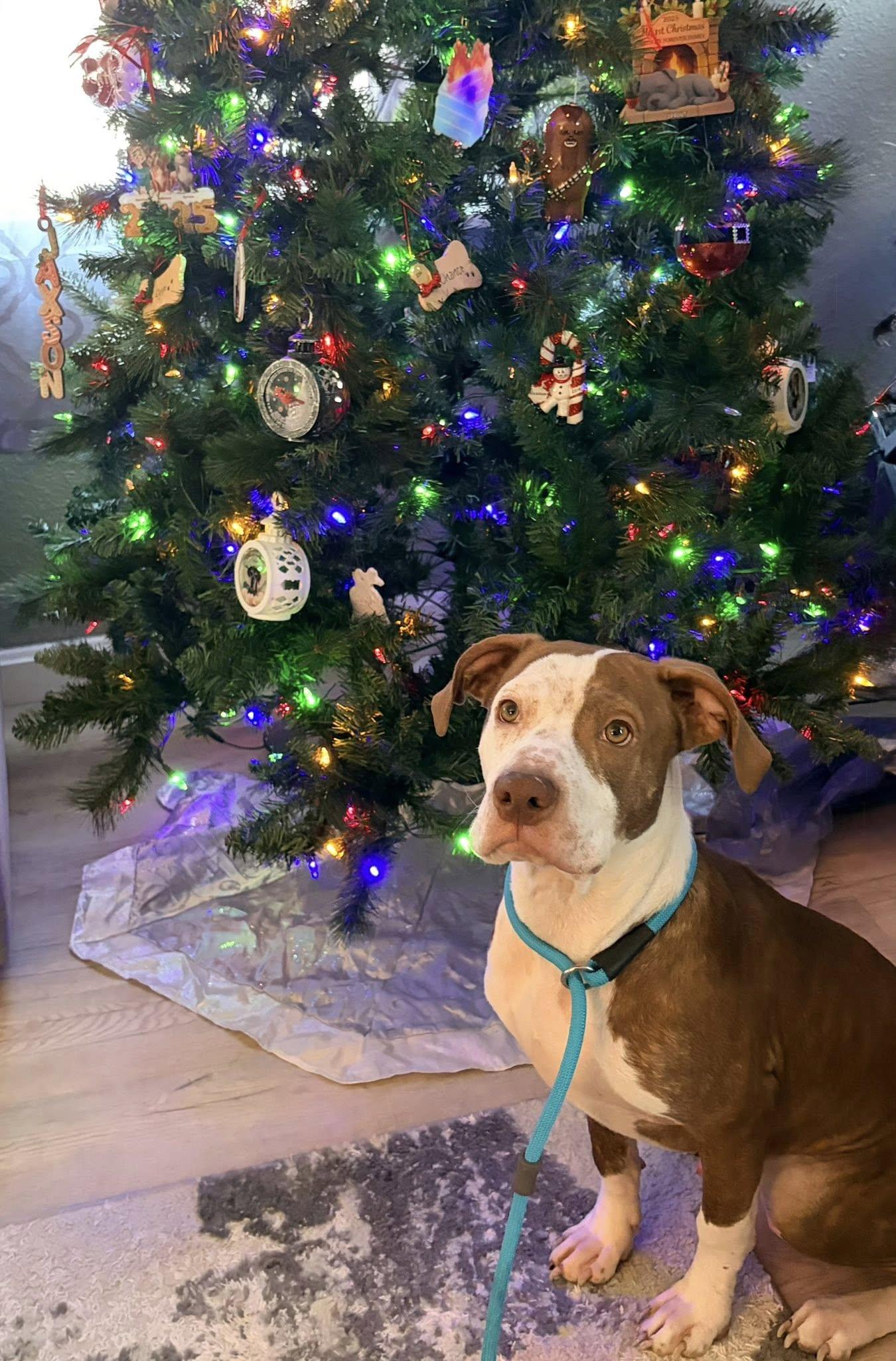 Cree, a Adoptable mixed breed in Dayton, OH image 4/6