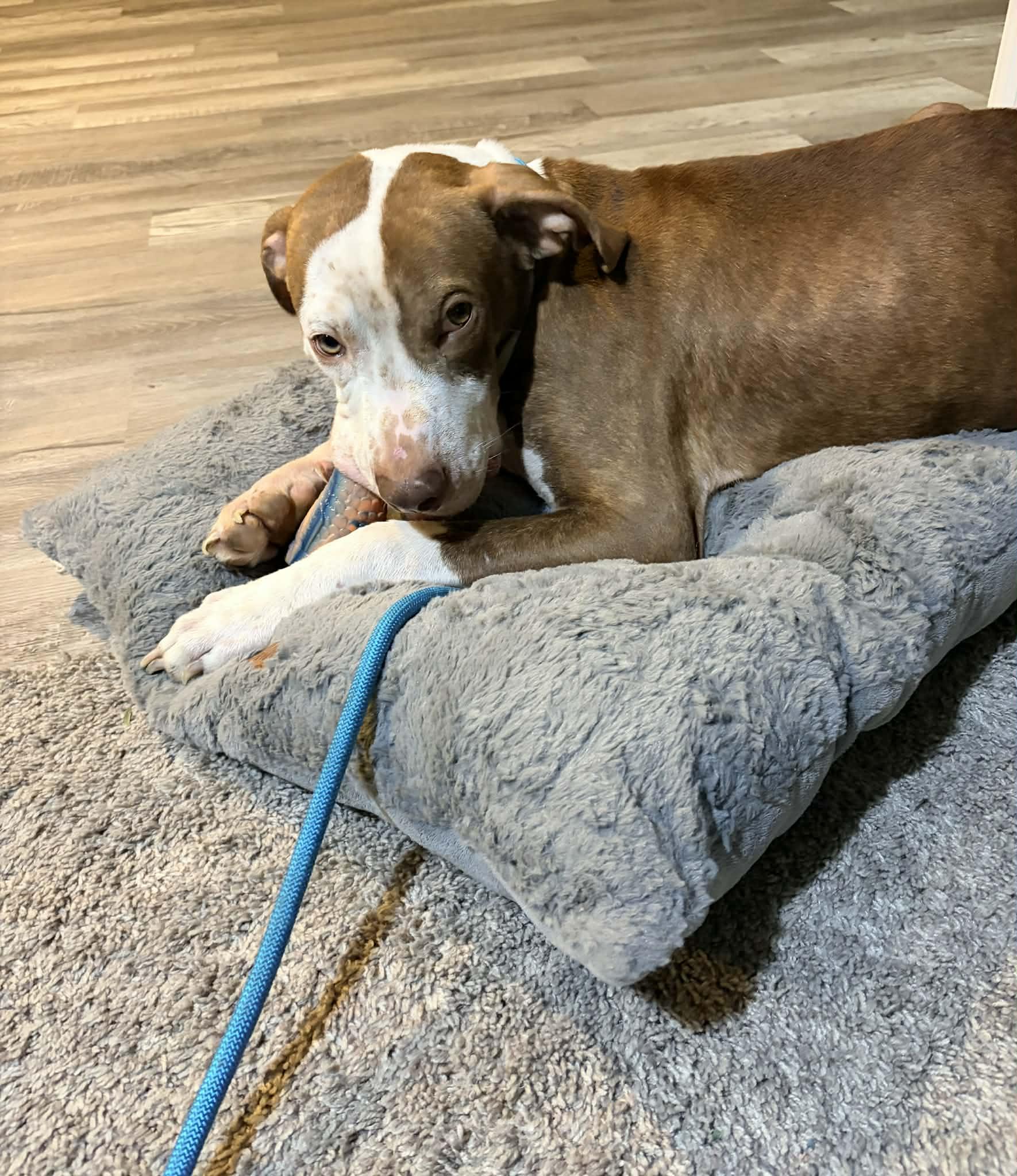 Cree, a Adoptable mixed breed in Dayton, OH image 2/6