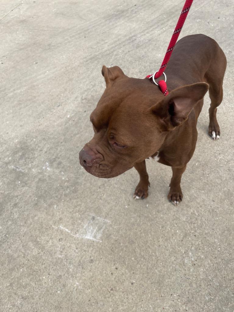 Diamond*, Adoptable, Adult Female Pit Bull Terrier & Mixed Breed.