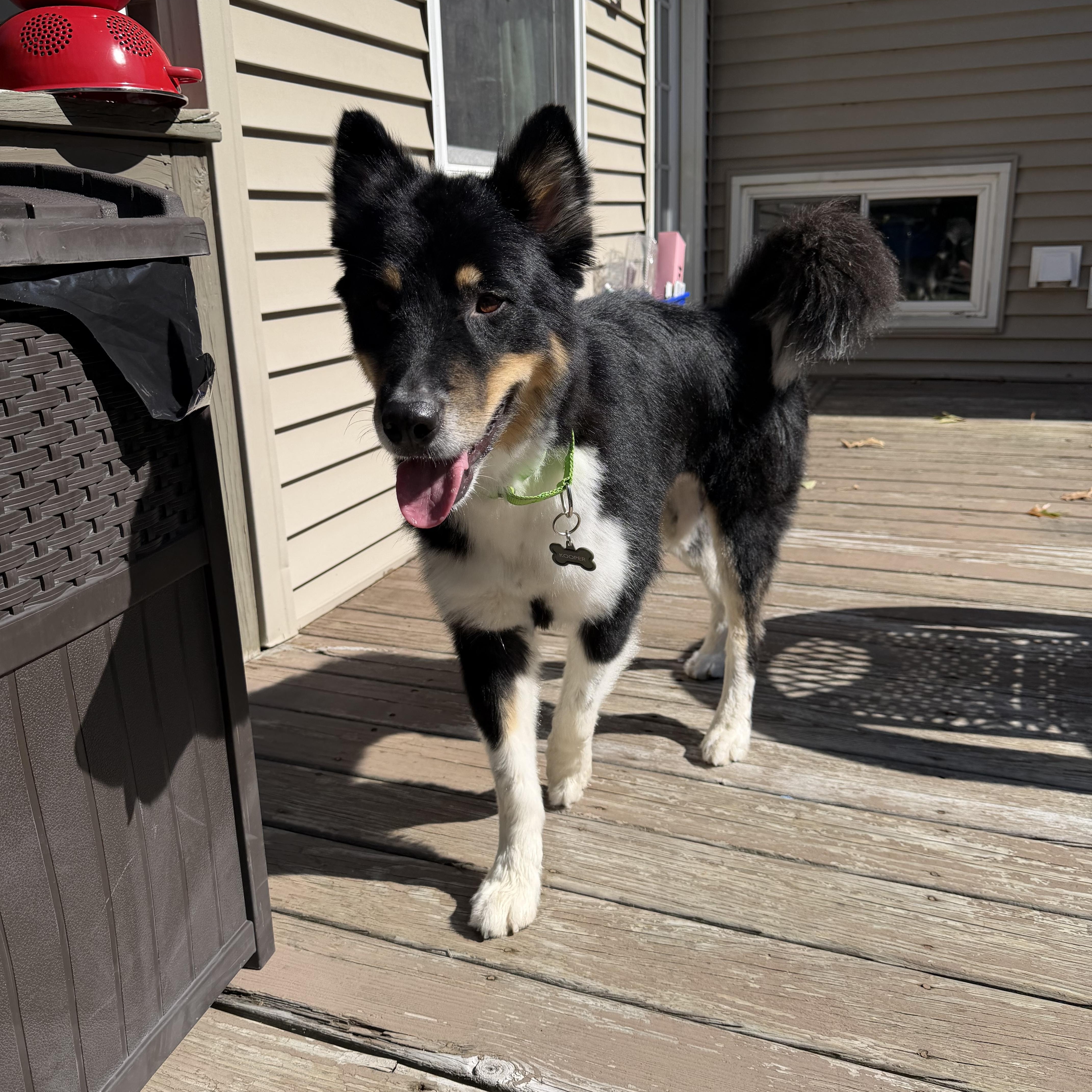 Enlarge Kooper, a Adoptable mixed breed in Dover, NJ image 6/6