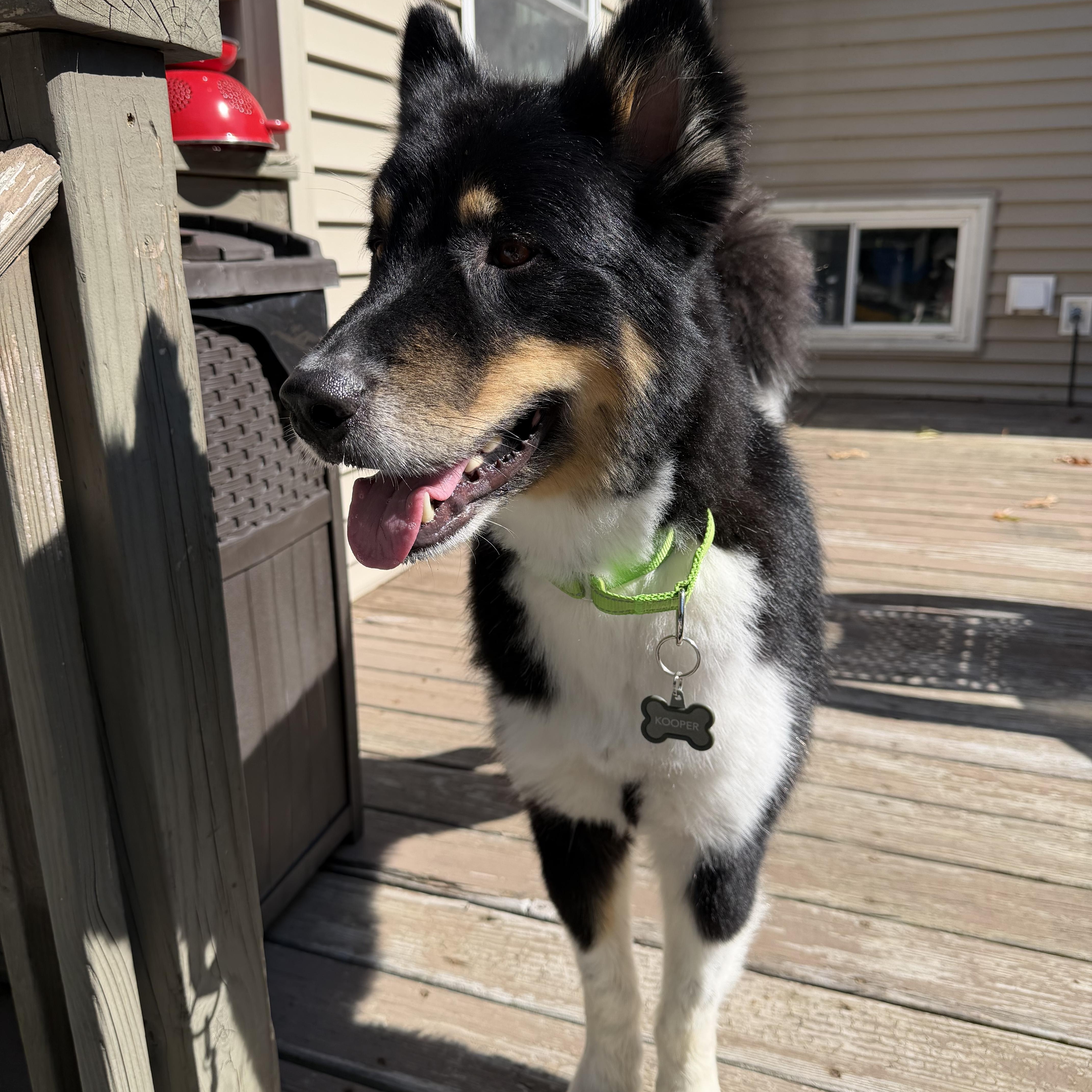 Enlarge Kooper, a Adoptable mixed breed in Dover, NJ image 5/6