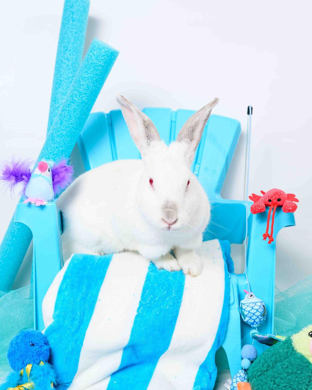 Alley Californian Rabbit