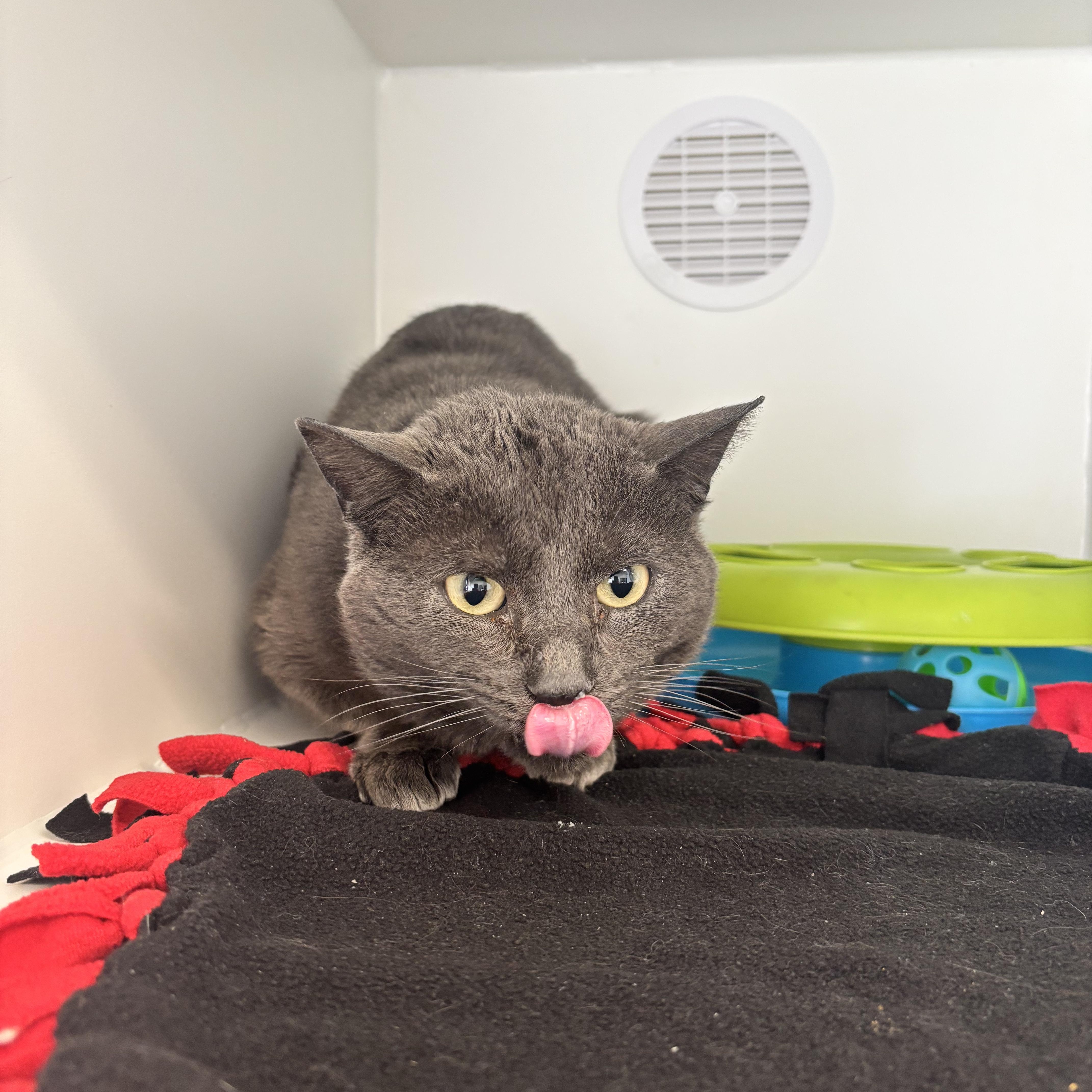 Draco, ADOPTABLE, Adult Male Domestic Short Hair.