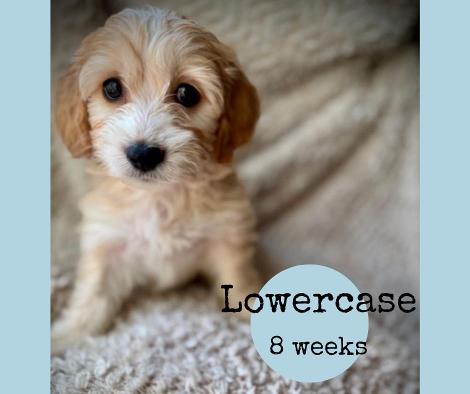 Lowercase