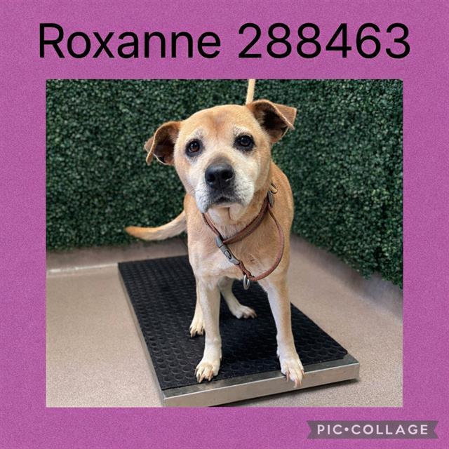 ROXANNE, Adoptable, Adult Female Mixed Breed.