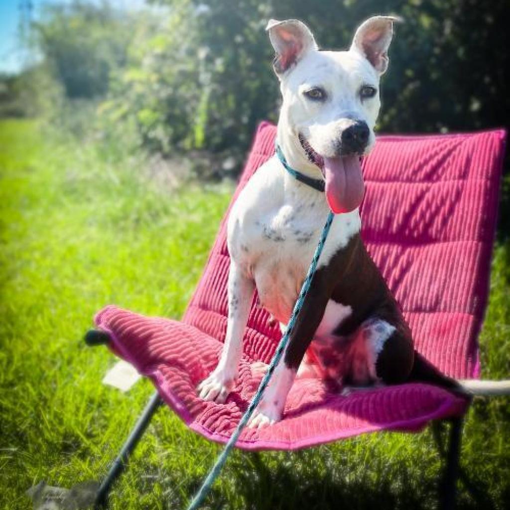 Sadie, Adoptable, Senior Female American Staffordshire Terrier.