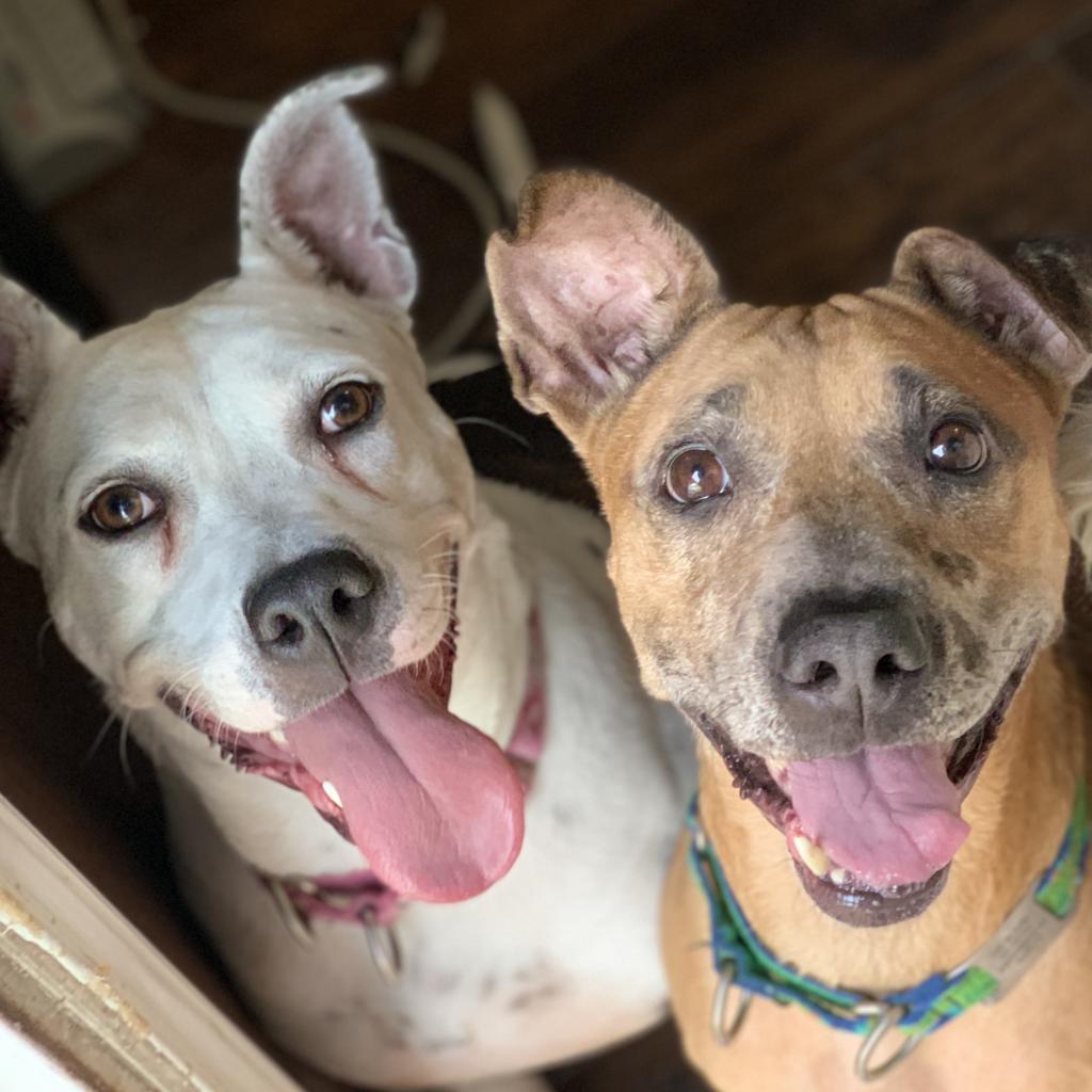 Enlarge Sadie Lou, a Adoptable American Staffordshire Terrier in Houston, TX image 1/6