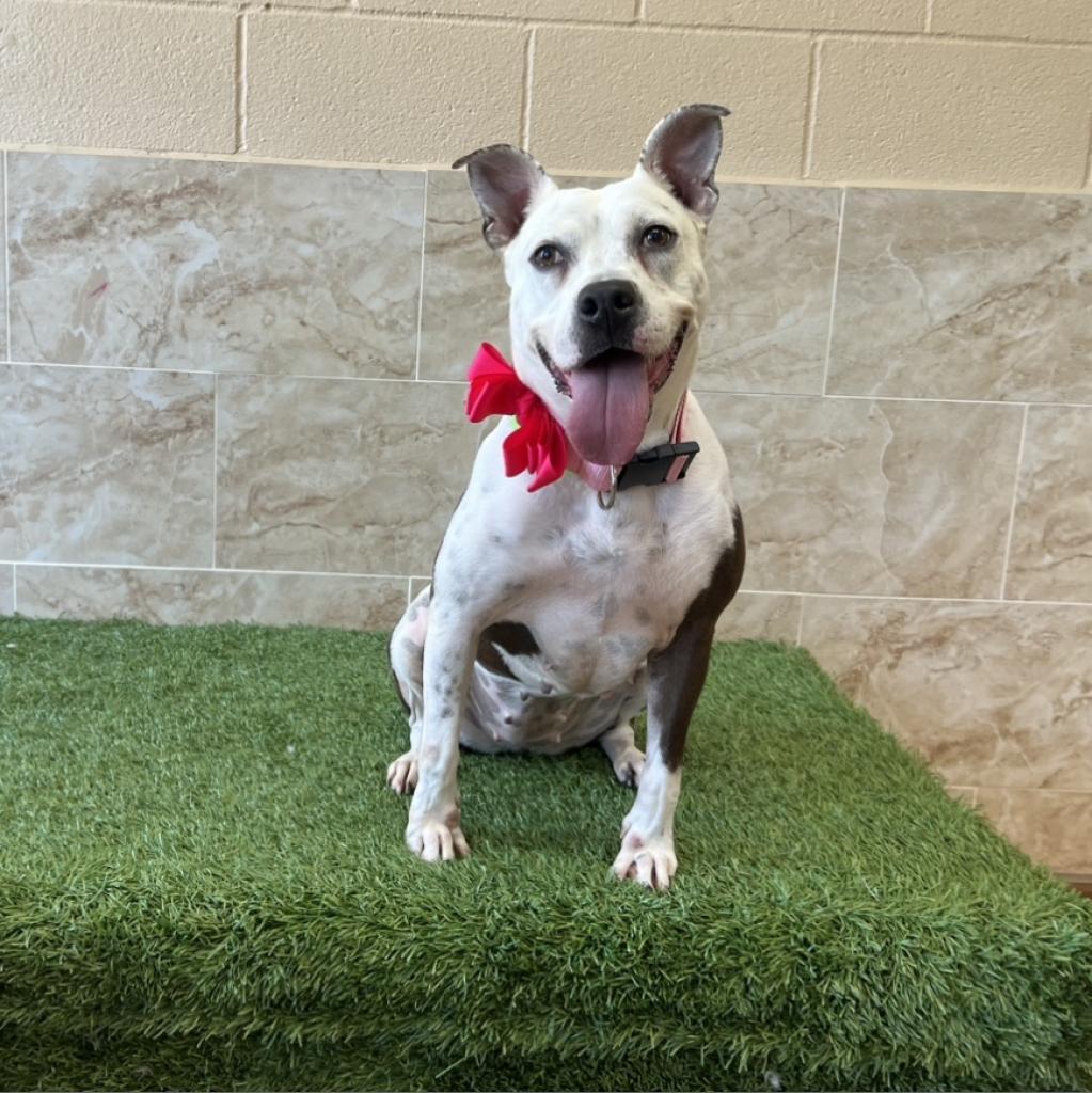 Sadie, a Adoptable American Staffordshire Terrier in Houston, TX image 1/6