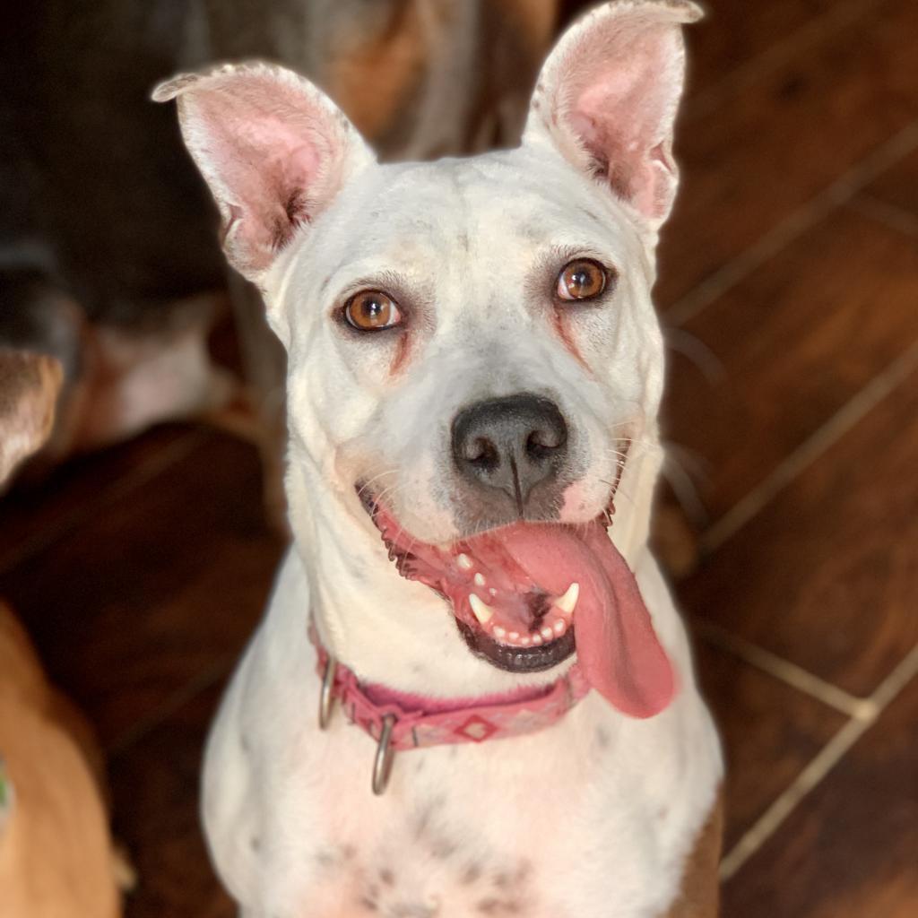 Enlarge Sadie Lou, a Adoptable American Staffordshire Terrier in Houston, TX image 3/6