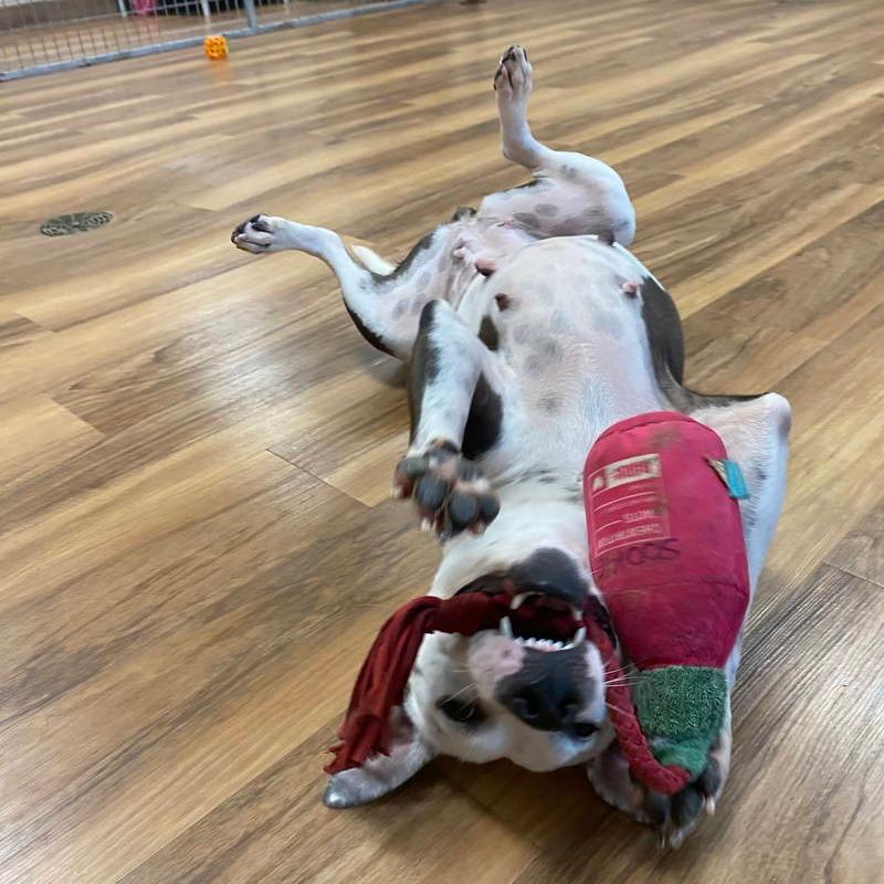 Sadie Lou, Adoptable, Senior Female American Staffordshire Terrier.