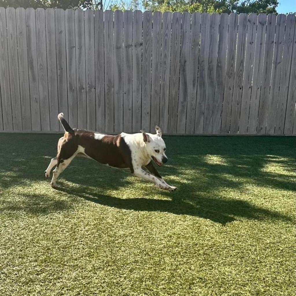 Sadie, a Adoptable American Staffordshire Terrier in Houston, TX image 4/6