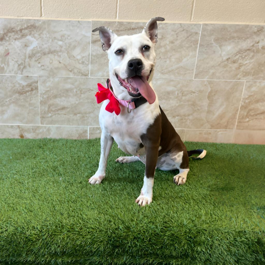 Sadie, a Adoptable American Staffordshire Terrier in Houston, TX image 6/6