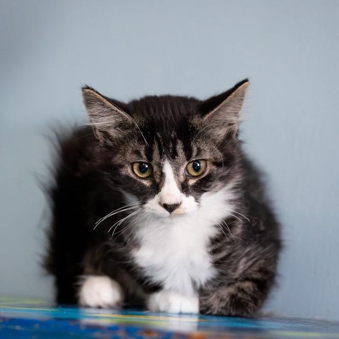 Skittles, Adoptable, Kitten Female Domestic Medium Hair.
