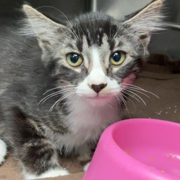 Enlarge Skittles, a Adoptable Domestic Medium Hair image 2/2