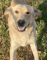 Enlarge Buck, a Adoptable Labrador Retriever in Glasgow, KY image 1/2