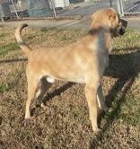 Enlarge Buck, a Adoptable Labrador Retriever in Glasgow, KY image 2/2