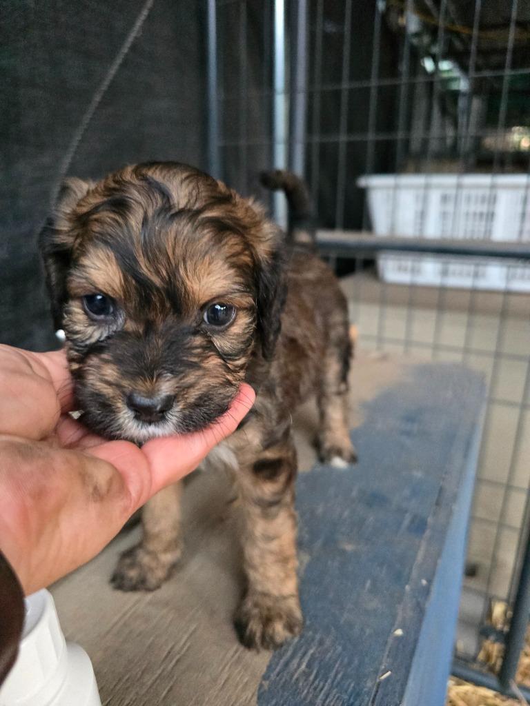 Zuzu Zucchini, Adopted, Puppy Male Poodle & Retriever.