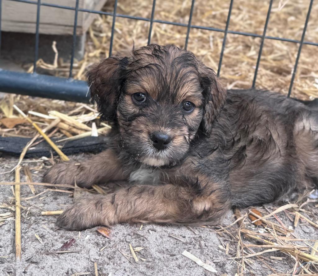 Enlarge Zuzu Zucchini, a Adopted mixed breed in Waynesville, GA image 2/2