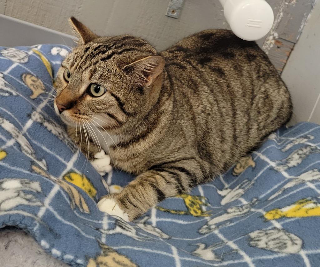 JEFFIE, Adoptable, Adult Female Domestic Short Hair.