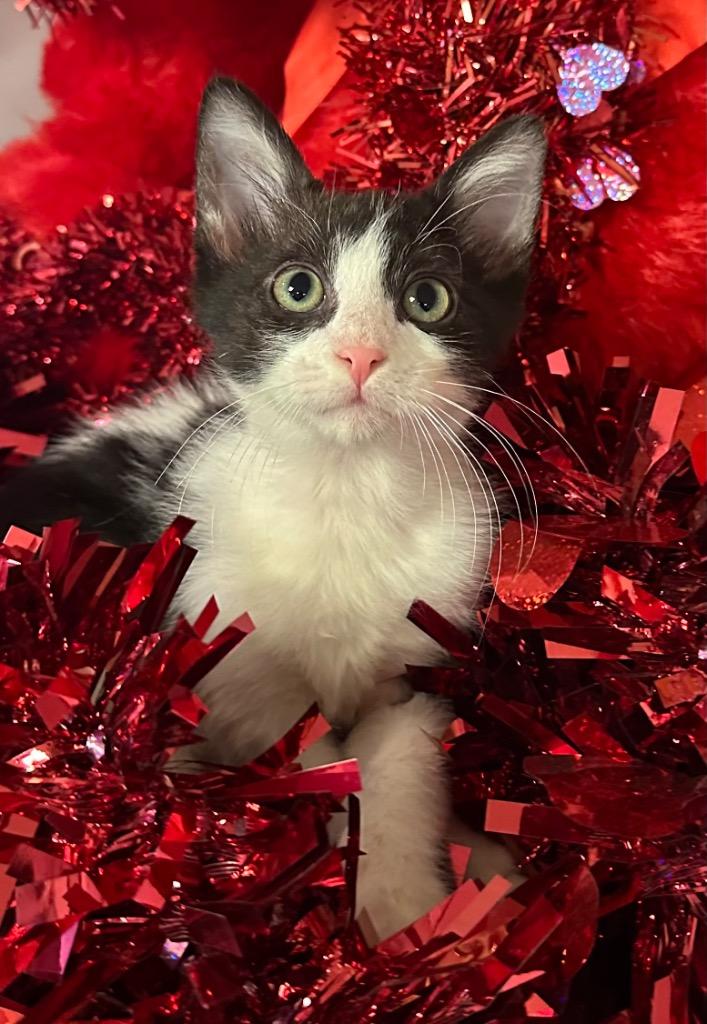 Enlarge 12/9/25 Mike, a Adoptable mixed breed in Stillwater, OK image 1/1