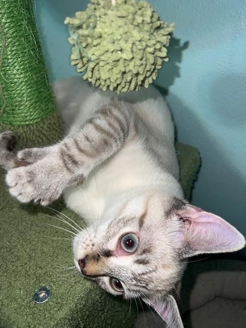 Enlarge Ames (Bonded to Gains, I will purr all day for you - Russian Blue), a Adoptable mixed breed in Parsippany, NJ image 4/6